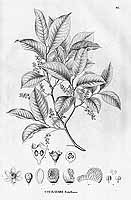 埃斯特雷拉翅玉蕊