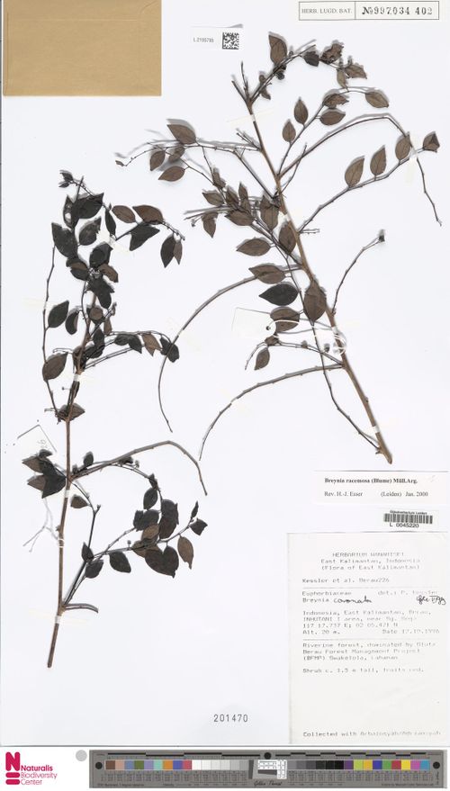 总状黑面神 总状黑面神