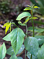 五指山野菜