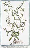 细叶纽扣草