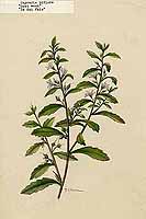 山羊草