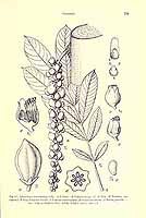 长簇壶木患 长簇壶木患