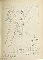 垂花张口藤 垂花张口藤