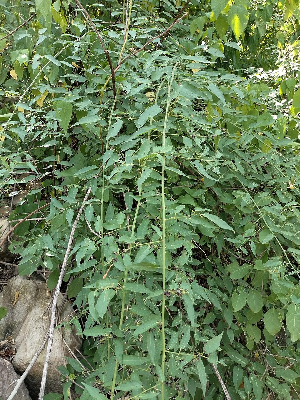 尖刺刺果麻